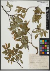 Foto von Salix hastata L.
